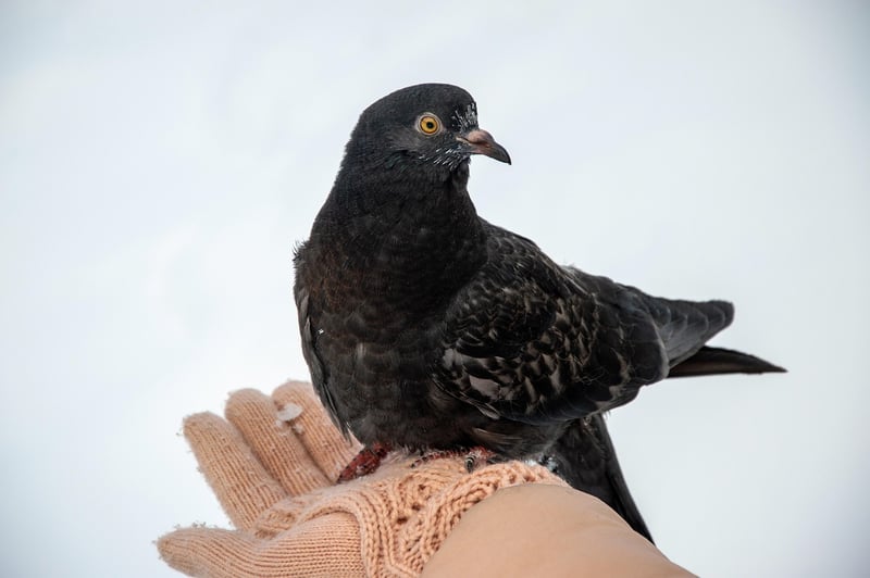 Winter Protection